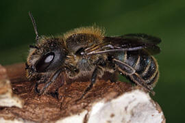 Osmia caerulescens / Blaugrne Mauerbiene / Megachilinae ("Blattschneiderbienenartige") / Hautflgler - Hymenoptera