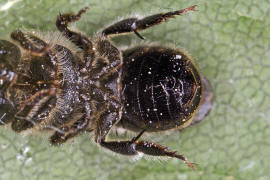 Osmia caerulescens / Blaugrüne Mauerbiene (Bauchbürste)