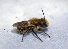 Osmia cf. caerulescens (Männchen) / Blaugrüne Mauerbiene / Megachilinae ("Blattschneiderbienenartige") / Hautflügler - Hymenoptera