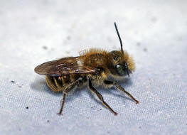 Osmia cf. caerulescens (Mnnchen) / Blaugrne Mauerbiene / Megachilinae ("Blattschneiderbienenartige") / Hautflgler - Hymenoptera