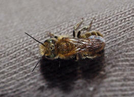 Osmia cf. caerulescens (Männchen) / Blaugrüne Mauerbiene / Megachilinae ("Blattschneiderbienenartige") / Hautflügler - Hymenoptera
