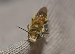 Osmia cf. caerulescens (Männchen) / Blaugrüne Mauerbiene / Megachilinae ("Blattschneiderbienenartige") / Hautflügler - Hymenoptera