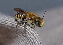 Osmia cf. caerulescens (Männchen) / Blaugrüne Mauerbiene / Megachilinae ("Blattschneiderbienenartige") / Hautflügler - Hymenoptera