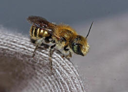 Osmia cf. caerulescens (Mnnchen) / Blaugrne Mauerbiene / Megachilinae ("Blattschneiderbienenartige") / Hautflgler - Hymenoptera