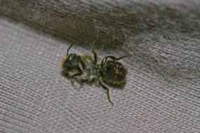 Osmia cf. caerulescens (Männchen) / Blaugrüne Mauerbiene / Megachilinae ("Blattschneiderbienenartige") / Hautflügler - Hymenoptera