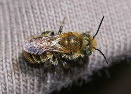 Osmia cf. caerulescens (Männchen) / Blaugrüne Mauerbiene / Megachilinae ("Blattschneiderbienenartige") / Hautflügler - Hymenoptera