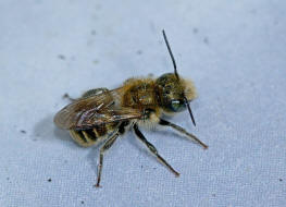 Osmia cf. caerulescens (Männchen) / Blaugrüne Mauerbiene / Megachilinae ("Blattschneiderbienenartige") / Hautflügler - Hymenoptera