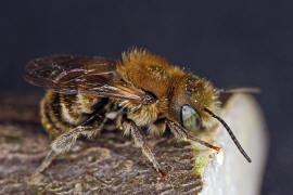 Osmia cf. caerulescens (Männchen) / Blaugrüne Mauerbiene / Megachilinae ("Blattschneiderbienenartige") / Hautflügler - Hymenoptera