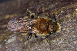 Osmia caerulescens (Männchen) / Blaugrüne Mauerbiene / Megachilinae ("Blattschneiderbienenartige") / Hautflügler - Hymenoptera