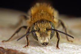 Osmia caerulescens (Männchen) / Blaugrüne Mauerbiene / Megachilinae ("Blattschneiderbienenartige") / Hautflügler - Hymenoptera