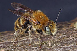 Osmia cf. caerulescens (Männchen) / Blaugrüne Mauerbiene / Megachilinae ("Blattschneiderbienenartige") / Hautflügler - Hymenoptera