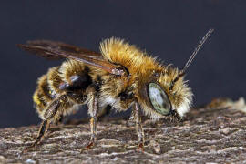 Osmia cf. caerulescens (Männchen) / Blaugrüne Mauerbiene / Megachilinae ("Blattschneiderbienenartige") / Hautflügler - Hymenoptera