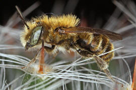 Osmia cf. caerulescens (Männchen) / Blaugrüne Mauerbiene / Megachilinae ("Blattschneiderbienenartige") / Hautflügler - Hymenoptera