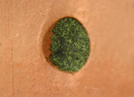 Osmia caerulescens / Blaugrüne Mauerbiene / Megachilinae ("Blattschneiderbienenartige") / Hautflügler - Hymenoptera (Nestverschluss)