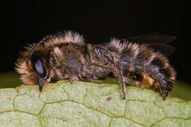 Chelostoma florisomne (= Osmia florisomnis) / Hahnenfu-Scherenbiene (Mnnchen) / "Blattschneiderbienenartige" - Megachilidae / Ordnung: Hautflgler - Hymenoptera