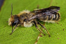 Chelostoma florisomne (= Osmia florisomnis) / Hahnenfu-Scherenbiene (Mnnchen) / "Blattschneiderbienenartige" - Megachilidae / Ordnung: Hautflgler - Hymenoptera