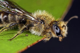 Chelostoma florisomne (= Osmia florisomnis) / Hahnenfu-Scherenbiene (Mnnchen) / "Blattschneiderbienenartige" - Megachilidae / Ordnung: Hautflgler - Hymenoptera