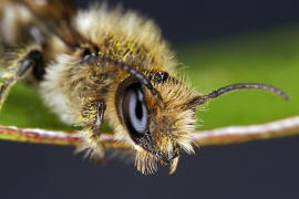 Chelostoma florisomne (= Osmia florisomnis) / Hahnenfu-Scherenbiene (Mnnchen) / "Blattschneiderbienenartige" - Megachilidae / Ordnung: Hautflgler - Hymenoptera