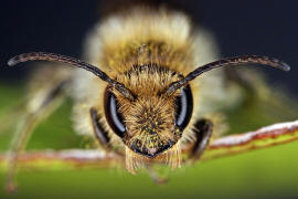 Chelostoma florisomne (= Osmia florisomnis) / Hahnenfu-Scherenbiene (Mnnchen) / "Blattschneiderbienenartige" - Megachilidae / Ordnung: Hautflgler - Hymenoptera