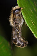 Chelostoma florisomne (= Osmia florisomnis) / Hahnenfu-Scherenbiene (Mnnchen) / "Blattschneiderbienenartige" - Megachilidae / Ordnung: Hautflgler - Hymenoptera