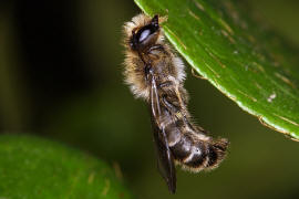 Chelostoma florisomne (= Osmia florisomnis) / Hahnenfu-Scherenbiene (Mnnchen) / "Blattschneiderbienenartige" - Megachilidae / Ordnung: Hautflgler - Hymenoptera