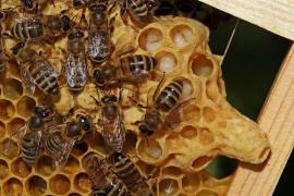 Honigbienen auf Schwarmzellen im Stock