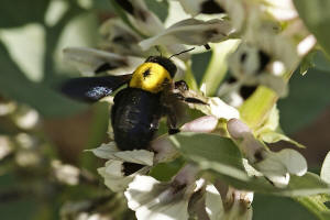 Xylocopa pubescens Spinola 1838 / Apidae - Echte Bienen / Hautflgler - Hymenoptera