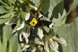 Xylocopa pubescens Spinola 1838 / Apidae - Echte Bienen / Hautflgler - Hymenoptera