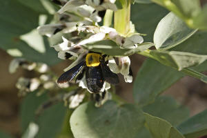 Xylocopa pubescens Spinola 1838 / Apidae - Echte Bienen / Hautflgler - Hymenoptera