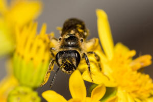 Andrena afzeliella (syn. Andrena albofasciata) / Kleine Kleesandbiene / Andrenidae (Sandbienenartige) / Hautflgler - Hymenoptera