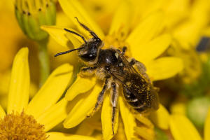 Andrena afzeliella (syn. Andrena albofasciata) / Kleine Kleesandbiene / Andrenidae (Sandbienenartige) / Hautflgler - Hymenoptera