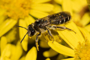 Andrena afzeliella (syn. Andrena albofasciata) / Kleine Kleesandbiene / Andrenidae (Sandbienenartige) / Hautflgler - Hymenoptera