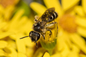 Andrena afzeliella (syn. Andrena albofasciata) / Kleine Kleesandbiene / Andrenidae (Sandbienenartige) / Hautflgler - Hymenoptera