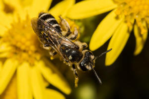 Andrena afzeliella (syn. Andrena albofasciata) / Kleine Kleesandbiene / Andrenidae (Sandbienenartige) / Hautflgler - Hymenoptera