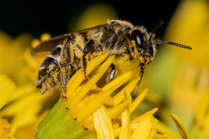 Andrena afzeliella (syn. Andrena albofasciata) / Kleine Kleesandbiene / Andrenidae (Sandbienenartige) / Hautflgler - Hymenoptera