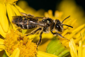 Andrena afzeliella (syn. Andrena albofasciata) / Kleine Kleesandbiene / Andrenidae (Sandbienenartige) / Hautflgler - Hymenoptera