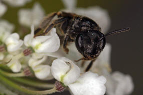 Andrena (Micrandrena) anthrisci / Kerbel-Zwergsandbiene / Andreninae - Micrandrena (Sandbienenartige) / Hautflgler - Hymenoptera