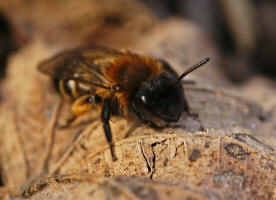 Andrena bicolor / Zweifarbige Sandbiene (Weibchen)