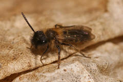 Andrena bicolor / Zweifarbige Sandbiene (Mnnchen)