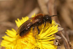 Andrena bicolor / Zweifarbige Sandbiene (Weibchen)