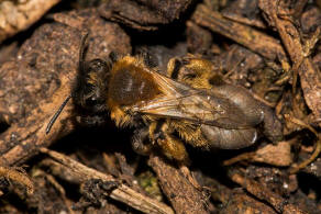 Andrena bicolor / Zweifarbige Sandbiene / Andreninae (Sandbienenartige) / Hautflgler - Hymenoptera