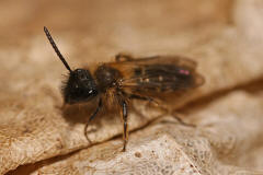 Andrena bicolor / Zweifarbige Sandbiene (Mnnchen)