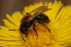 Andrena bicolor / Zweifarbige Sandbiene (Weibchen)