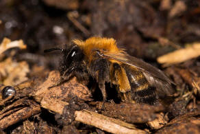 Andrena bicolor / Zweifarbige Sandbiene / Andreninae (Sandbienenartige) / Hautflgler - Hymenoptera