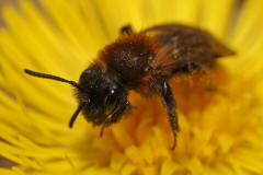 Andrena bicolor / Zweifarbige Sandbiene (Weibchen)