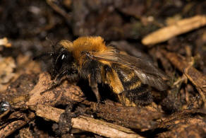 Andrena bicolor / Zweifarbige Sandbiene / Andreninae (Sandbienenartige) / Hautflgler - Hymenoptera