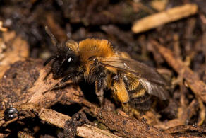 Andrena bicolor / Zweifarbige Sandbiene / Andreninae (Sandbienenartige) / Hautflgler - Hymenoptera