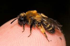 Andrena bicolor / Zweifarbige Sandbiene / Andreninae (Sandbienenartige) / Hautflgler - Hymenoptera