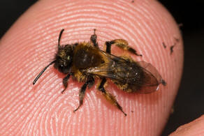 Andrena bicolor / Zweifarbige Sandbiene / Andreninae (Sandbienenartige) / Hautflgler - Hymenoptera