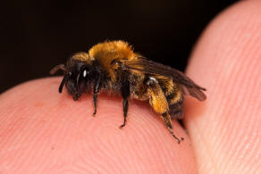 Andrena bicolor / Zweifarbige Sandbiene / Andreninae (Sandbienenartige) / Hautflgler - Hymenoptera